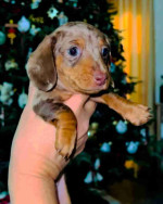 Lock♥️♥️ Mini dachshund looking for a new home.