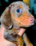 Lock♥️♥️ Mini dachshund looking for a new home.
