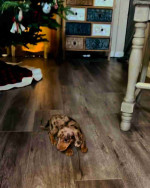 Lock♥️♥️ Mini dachshund looking for a new home.