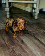 Lock♥️♥️ Mini dachshund looking for a new home.