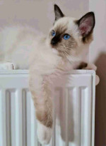 Beautiful litter of Ragdoll kittens available for new homes.