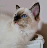 Beautiful litter of Ragdoll kittens available for new homes.
