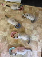 Beautiful litter of Ragdoll kittens available for new homes.