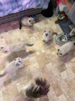 Beautiful litter of Ragdoll kittens available for new homes.