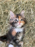 Maine Coon kittens ready for new homes