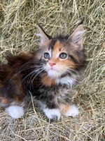 Maine Coon kittens ready for new homes
