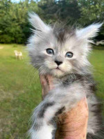 Maine Coon kittens ready for new homes