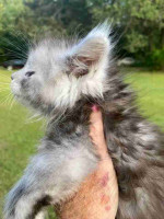 Maine Coon kittens ready for new homes