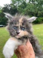 Maine Coon kittens ready for new homes
