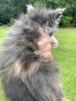 Maine Coon kittens ready for new homes