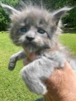 Maine Coon kittens ready for new homes