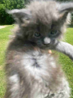 Maine Coon kittens ready for new homes