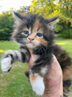 Maine Coon kittens ready for new homes