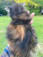 Maine Coon kittens ready for new homes