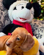 Our six weeks old Sally
