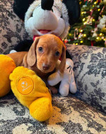Our six weeks old Sally