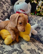 Our six weeks old Sally