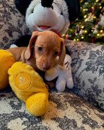 Our six weeks old Sally