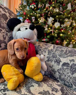 Our six weeks old Sally
