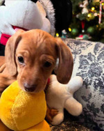 Our six weeks old Sally