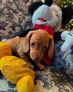 Our six weeks old Sally