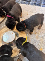 German Rottweiler Pups Available