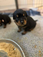 German Rottweiler Pups Available