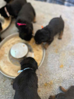 German Rottweiler Pups Available