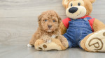 **Adopt a Miniature Poodle Puppy!** π©π