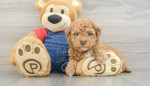 **Adopt a Miniature Poodle Puppy!** π©π