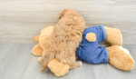 **Adopt a Miniature Poodle Puppy!** π©π
