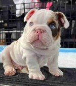 **Adopt a Loving English Bulldog Puppy!** 🐶❤️
