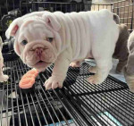 **Adopt a Loving English Bulldog Puppy!** 🐶❤️