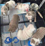 **Adopt a Loving English Bulldog Puppy!** 🐶❤️