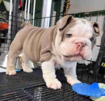 **Adopt a Loving English Bulldog Puppy!** 🐶❤️