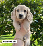 Adorable Puppies Ready for Their Forever Homes!