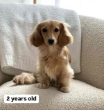 Adorable Puppies Ready for Their Forever Homes!
