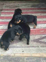 Beautiful Rottweiler puppies looking