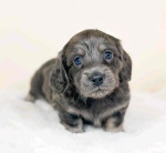 Adorable dachshund puppy for adoption