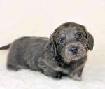 Adorable dachshund puppy for adoption