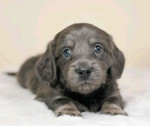 Adorable dachshund puppy for adoption