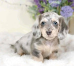 Puppy 🐶 for adoption