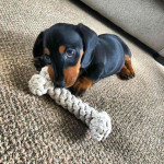 Sweet dachshund puppies