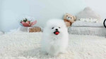 Pure white teacup Pomeranian pups
