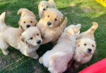 Adorable Golden Retriever