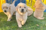Adorable Golden Retriever