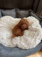 Top Quality Toy Poodle Pups