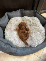 Top Quality Toy Poodle Pups