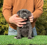 Cane Corso Puppies For Adoption