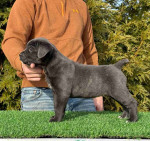 Cane Corso Puppies For Adoption